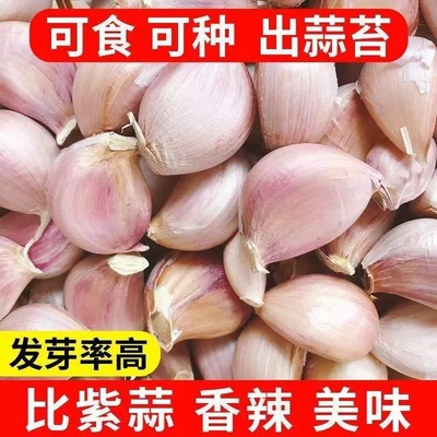实惠手剥蒜瓣紫白皮蒜瓣新大蒜蒜瓣可吃蒜苔新大蒜商用大蒜散瓣