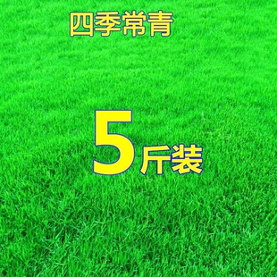 草坪草籽种子四季常青护坡固土马尼拉草皮种籽绿化庭院狗牙根耐寒