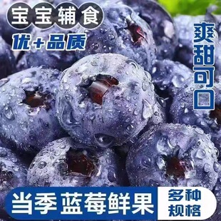 包邮 新鲜现摘高山蓝莓特大果 云南高山花香L25新鲜蓝莓鲜果怡当季