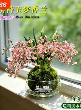 水培梦香水文心兰花苗冬带花苞室内懒人好养浓香盆栽花卉多肉绿植