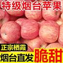 正宗山东栖霞苹果水果特产烟台富士苹果烟台红富士产地直发