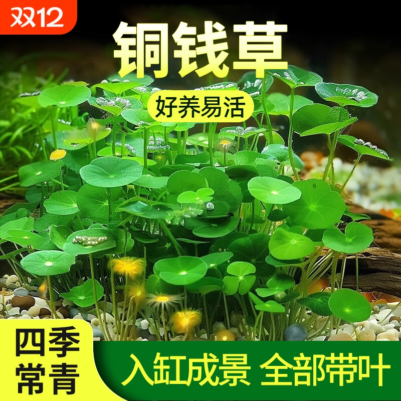 铜钱草水草鱼缸造景专用