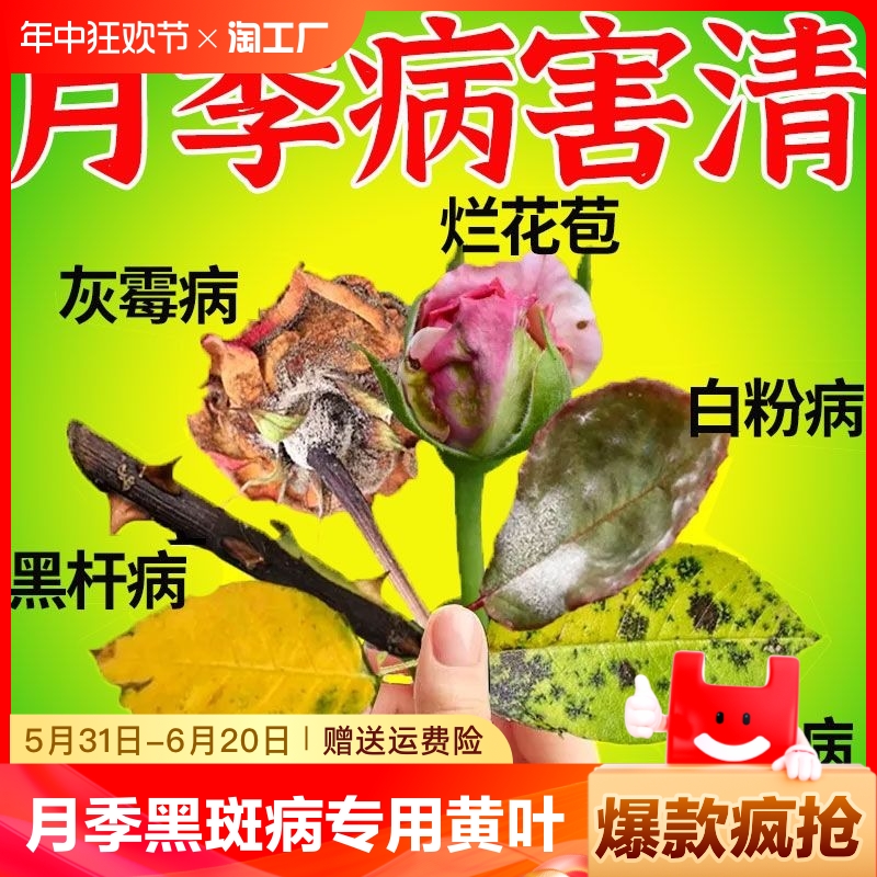 月季花病虫害常用药黑斑病专用药