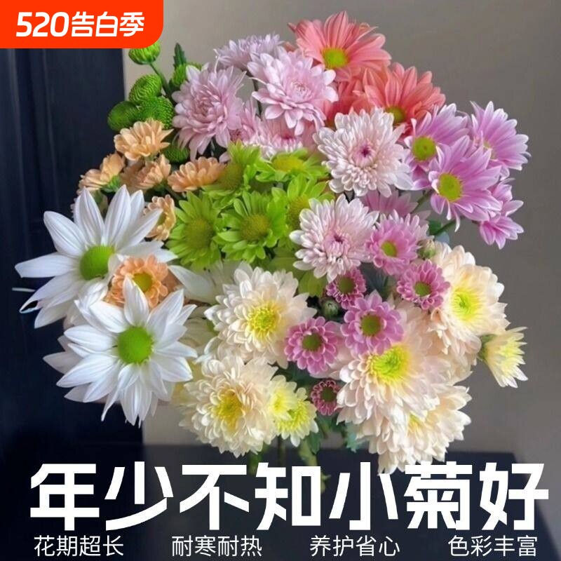 小菊小雏菊鲜花罗马假日三文鱼直发家用插花组合水培客厅花材新鲜