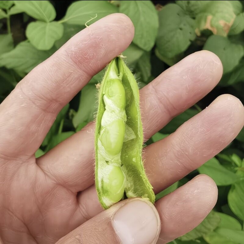 毛豆新鲜带壳现摘嫩豆荚生青豆角米蔬菜当季安徽农家素菜自种鼓豆