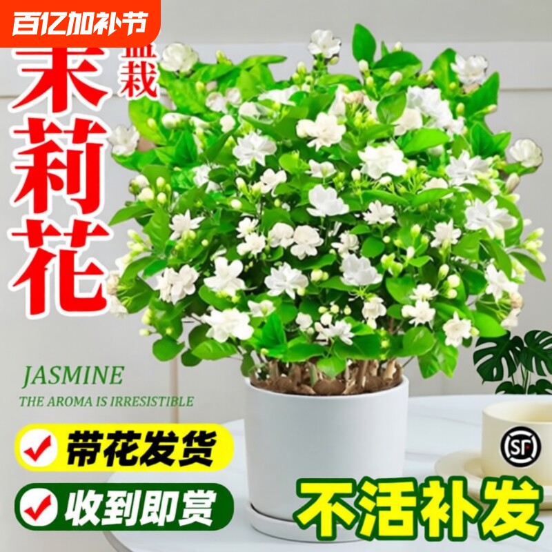 茉莉花盆栽阳台花卉带花苞老桩树苗驱蚊水培栀子花卉绿植室内好养