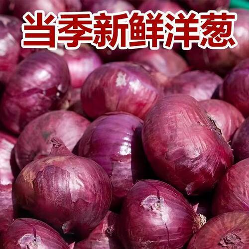 新鲜紫皮洋葱圆葱应季农家蔬菜现挖水果生吃洋葱头包邮当季食用