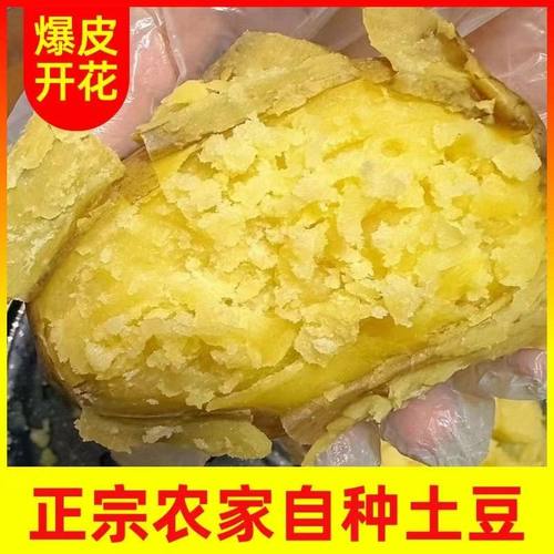 现挖现发新鲜黄心土豆无渣农家自产