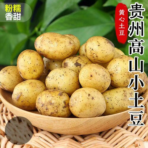 正宗贵州黄皮黄心土豆洋芋