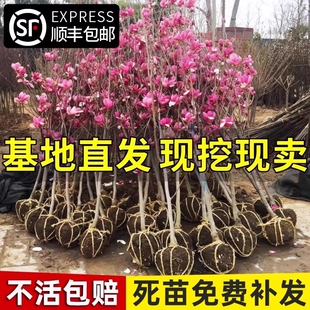 玉兰树苗大型地栽耐寒花卉盆栽庭院室内外绿化植物黄紫广玉兰花苗
