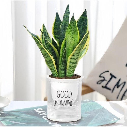 金边虎皮兰盆栽多肉易活水培植物绿植办公室内花卉大全客厅虎尾兰