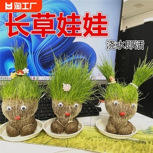 长草娃娃创意迷你小绿植草头娃娃