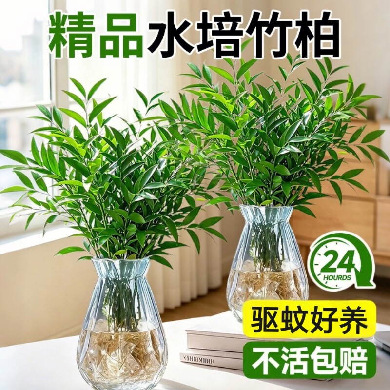 大颗驱蚊竹柏竹子水培植物图片
