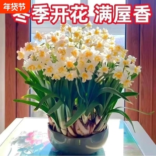 冬季水培水仙花四季开花盆栽耐寒植物室内易养活花卉绿植阳台客厅