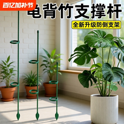 龟背竹防倒伏专用支撑杆