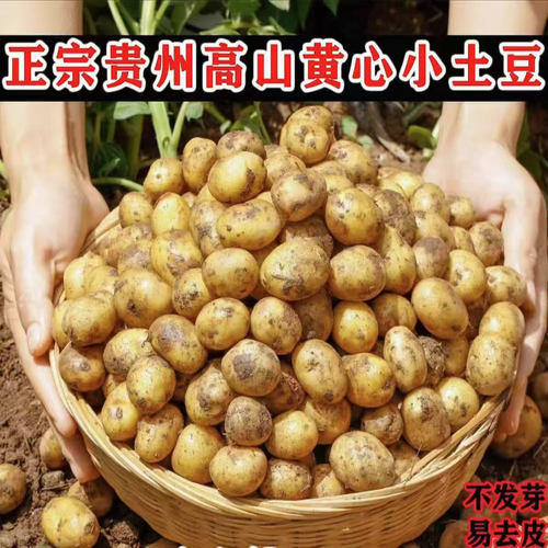 贵州毕节农家自种黄心小土豆洋芋