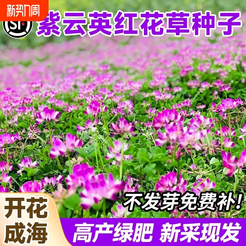 紫云英种子红花草四季蜜源高产绿肥养蜂牧草食用野菜播种开花花种