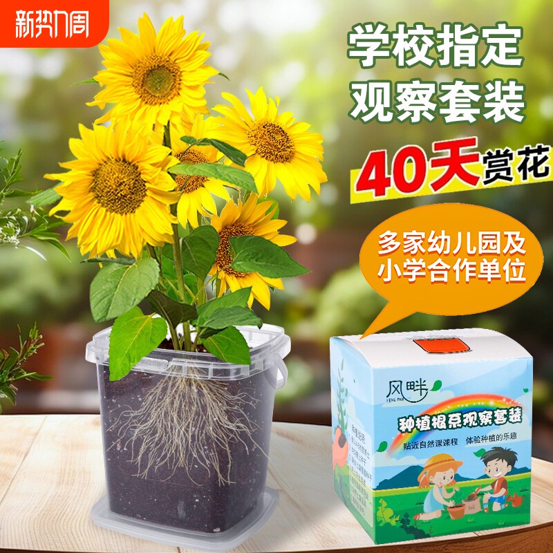 儿童种植小盆栽向日葵种子凤仙花种籽套装学生植物太阳花小番茄