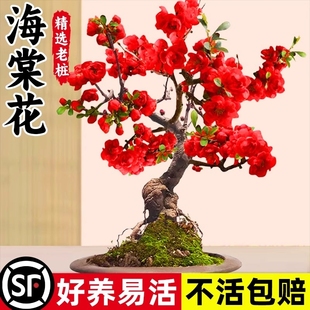 垂丝海棠花盆栽四季开花卉植物室内带花苞重瓣红梅花树苗老桩盆景