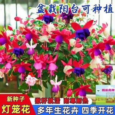倒挂金钟灯笼花花种子吊钟海棠活室内阳台植物盆栽种子开花耐寒