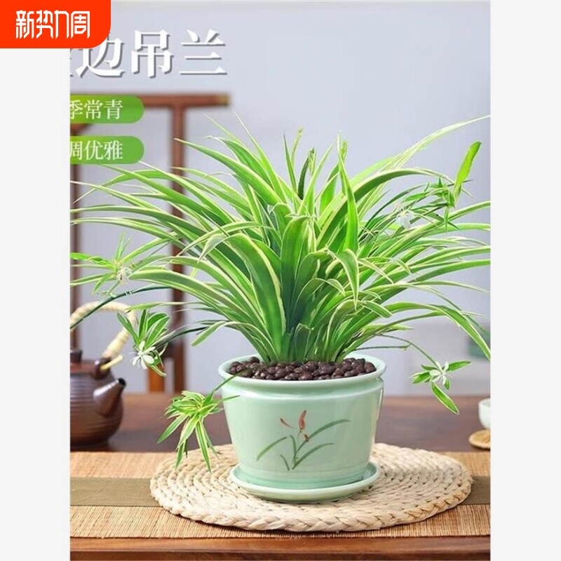 四季金边吊兰盆栽金心重瓣大花绿植花卉好养垂吊植物开花室内客厅