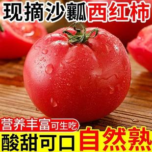 农家现摘四川攀枝花沙瓤西红柿普罗旺斯自然熟柿子蔬菜水果番茄