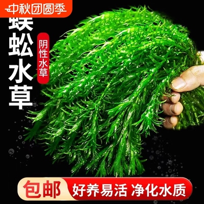 净水蜈蚣草鱼缸水草造景后景草