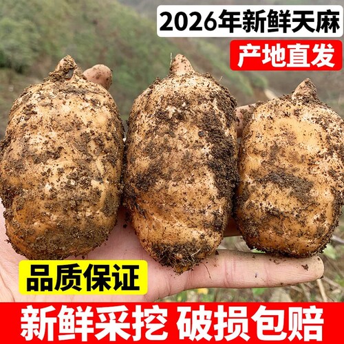 正宗林下新鲜乌天麻根特级营养健康原产地带泥现发仿野生非干货