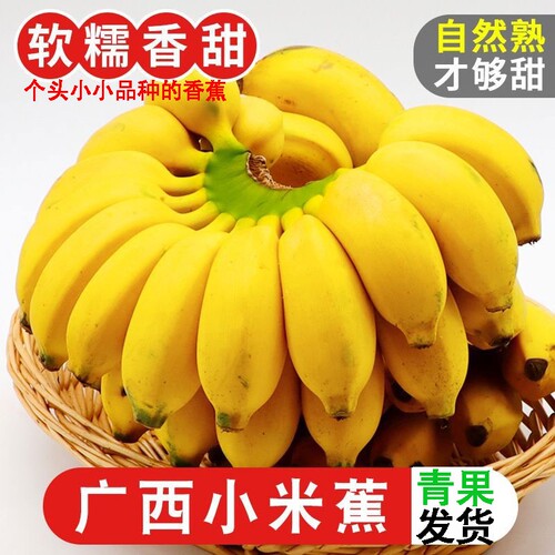 正宗广西小米蕉新鲜水果当季现摘现发小米香蕉孕妇应当季自然熟
