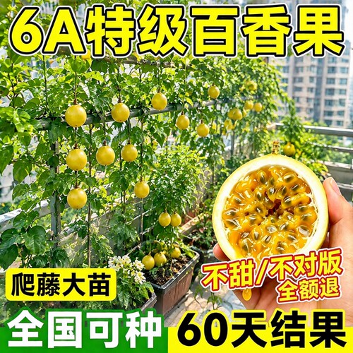 黄金百香果树苗四季结果包赔