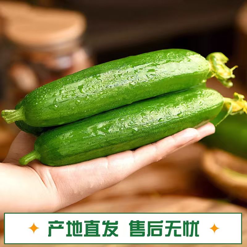 现摘现发山东水果小黄瓜生吃美味食用自种好吃种植