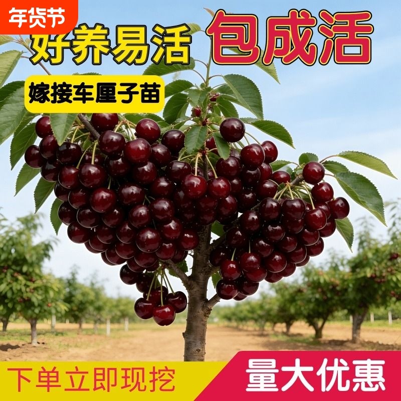 四川车厘子大樱桃树苖北南方种植樱桃苗树水果树果苗耐寒大果嫁接,鲜花速递/花卉仿真/绿植园艺,果树,淘宝优惠券,粉丝福利购,淘宝优惠卷