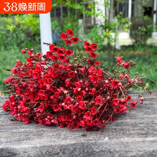 澳洲腊梅鲜花水培鲜枝干枝真花年宵花卉室内过年花冬季蜡梅鲜切花