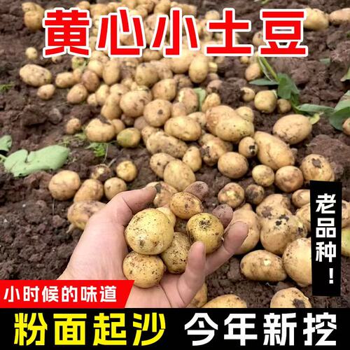 恩施小土豆整箱富硒新鲜