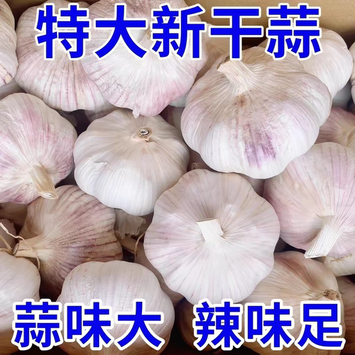 河南大蒜白皮蒜头新鲜产地直发