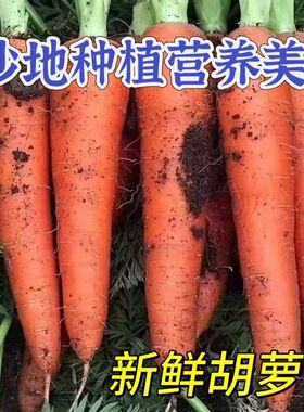 新鲜现挖沙地胡萝卜农家自种蔬菜河南胡萝卜脆甜爽口绿色蔬菜批发