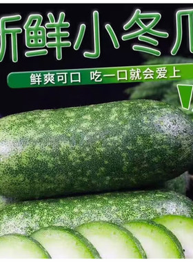 山东迷你小冬瓜爽口煲汤首选