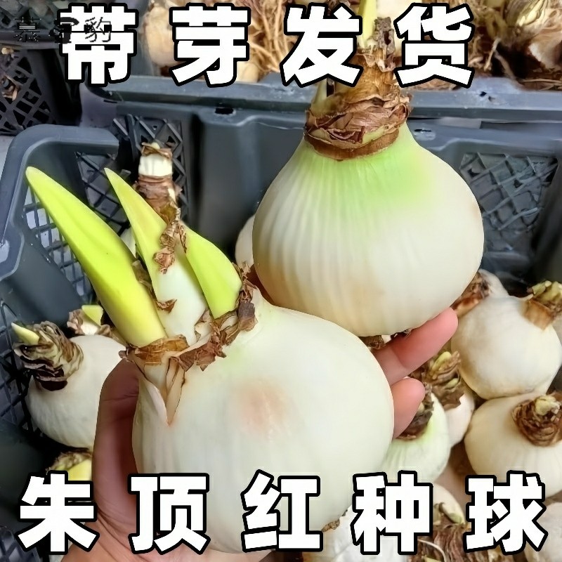 朱顶红种球进口重瓣阿弗雷竹顶红盆栽根卉室内绿植物好养开花种植,鲜花速递/花卉仿真/绿植园艺,种球/裸根,淘宝优惠券,粉丝福利购,淘宝优惠卷