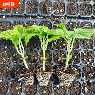 苦瓜苗高产带土大苗翠绿大肉长绿西瓜