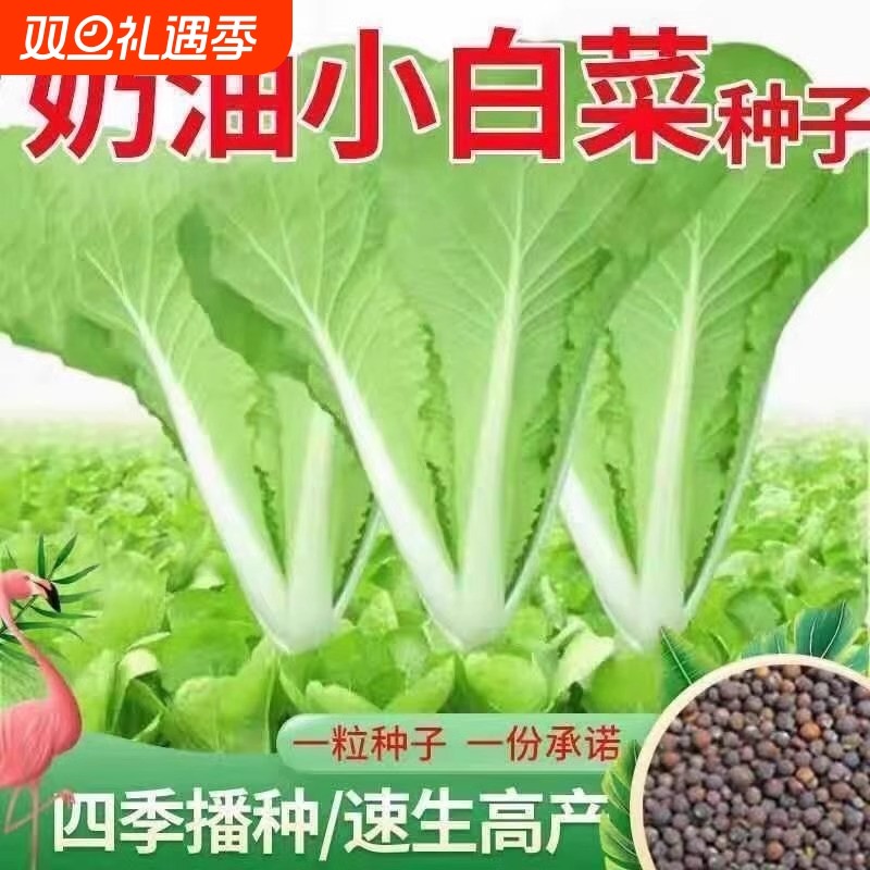 奶油小白菜种籽速生快菜四季播早熟春夏秋冬快菜种子阳台盆栽