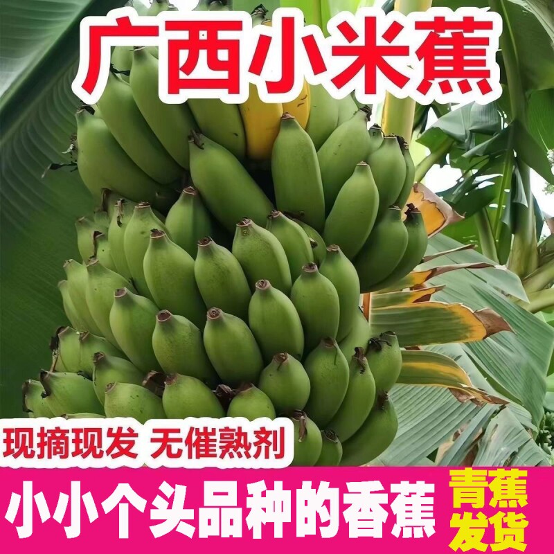 [热卖]广西高山小米蕉当季新鲜自然熟迷你小香蕉鸡蕉拇指蕉现摘
