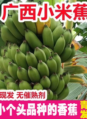 [热卖]广西高山小米蕉当季新鲜自然熟迷你小香蕉鸡蕉拇指蕉现摘