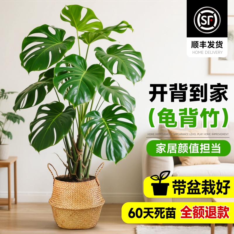 龟背竹客厅大盆栽老桩大型绿植