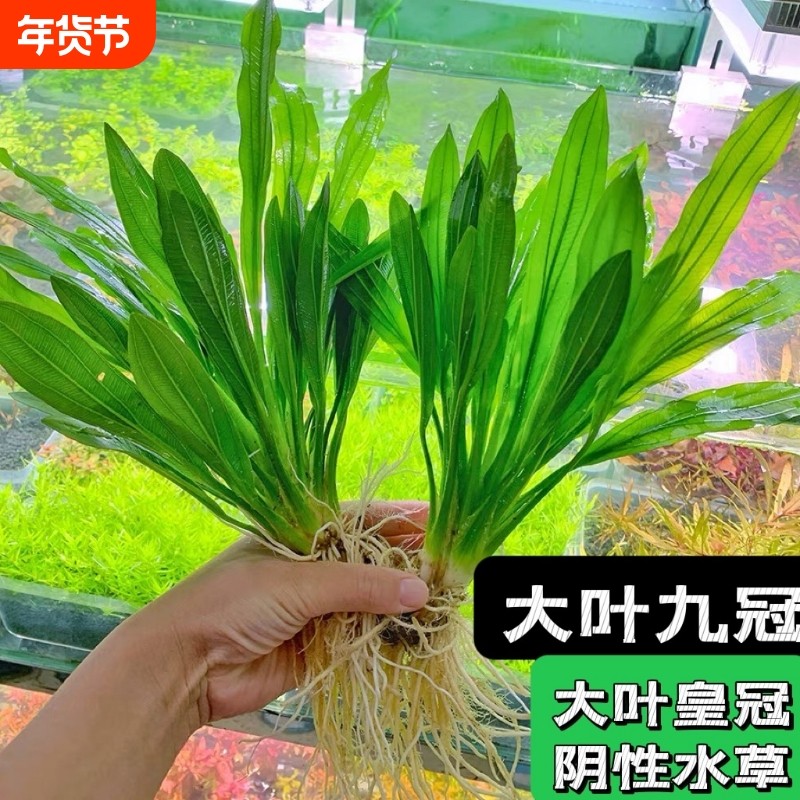 大叶九冠绿皇冠水草迷你九冠红九冠鱼缸造景装饰植物中后景阴性草