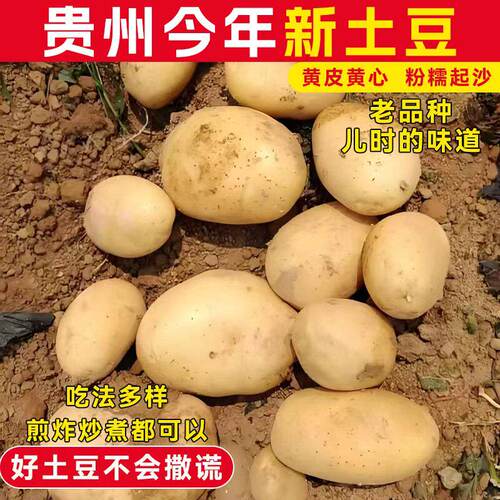 正宗黄心土豆新鲜洋芋农家自种