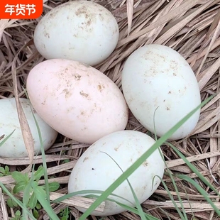 【凯旋】正宗生鸭蛋新鲜鸭蛋正宗鄱阳湖散养土鸭蛋现捡现发绿壳