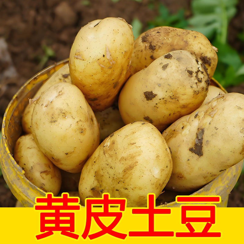 东北产地25年应季土豆黄心土豆软面马铃薯整箱发货顺丰可选送上门