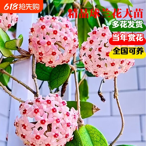球兰盆栽垂吊绿植好养易爆花