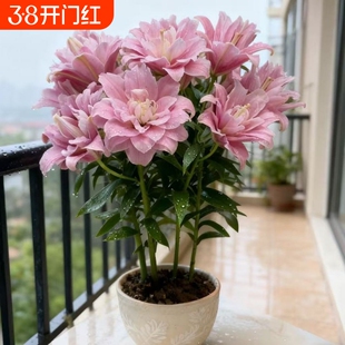 新品进口矮化多头重瓣浓香香水百合种球盆栽阳台耐寒