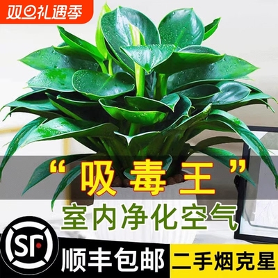 大盆金钻盆栽30天养死包赔